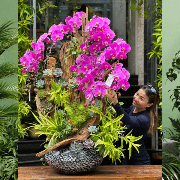 Lan Hồ Điệp Tím Đẹp Ghép Gỗ Lũa Mix Sen Đá Hoành Tráng – Hoa Lan Hồ Điệp Decor Cao Cấp