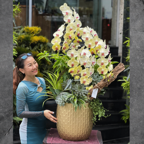 Chậu Gỗ Lũa Lan Hồ Điệp Vàng Trồng Cùng Sen Đá