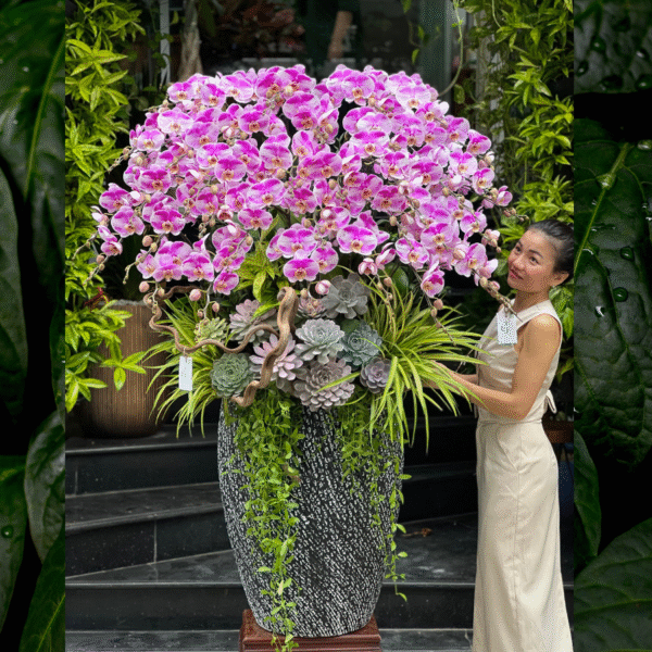 Giá Chậu Lan Hồ Điệp 40 Cành Và Chậu Lan Hồ Điệp 38 Cành Đột Biến Mix Sen Đá Bao Nhiêu?