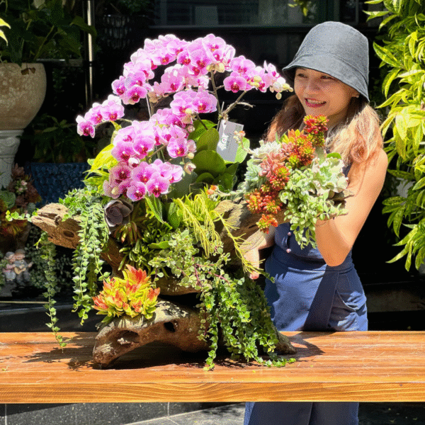 Gỗ Lũa Trồng Lan Hồ Điệp Mini Mix Sen Đá Decor Để Bàn – Mang Hơi Thở Sống Xanh Vào Nhà