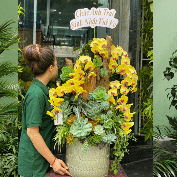 Chậu Lan Hồ Điệp Khai Trương: Hoa Lan Vàng Ghép Gỗ Lũa Mix Sen Đá Sang Trọng