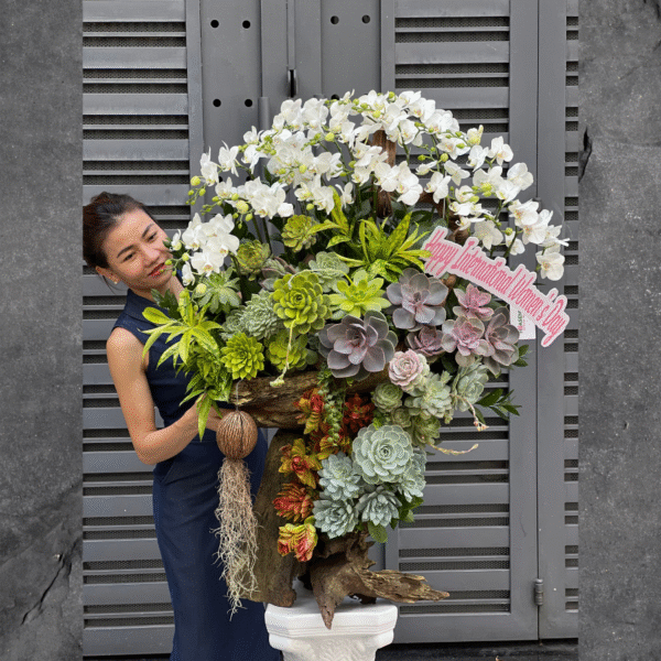 Gỗ Lũa Ghép Lan Hồ Điệp Trắng Mini Mix Sen Đá Tặng Khai Trương, Sinh Nhật, Tân Gia