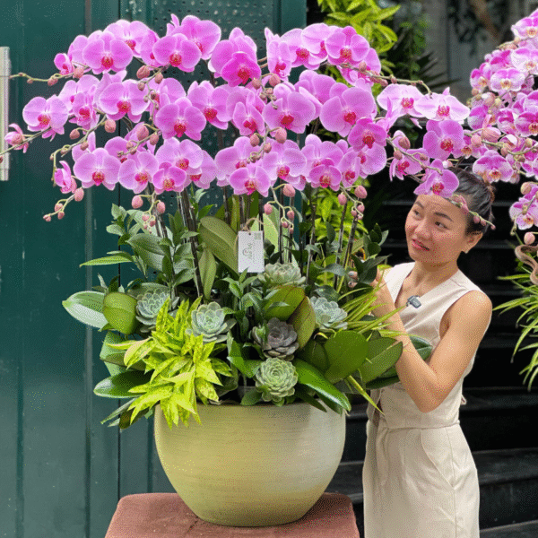 Bình Hoa Lan Hồ Điệp Hồng Mix Sen Đá Tặng Sinh Nhật Mẹ: Bí Quyết Chọn Hoa Đẹp Nhất