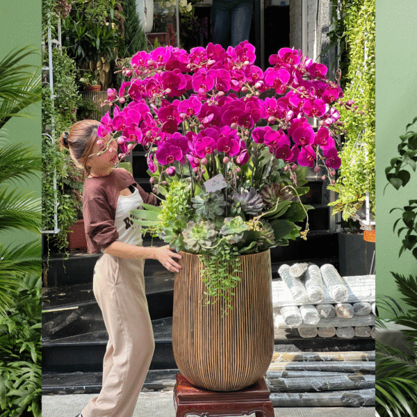 Bình Hoa Lan Hồ Điệp Tím Hồng 25 Cành Siêu To Mix Sen Đá – Hoa Chúc Mừng Đẹp Tươi Lâu
