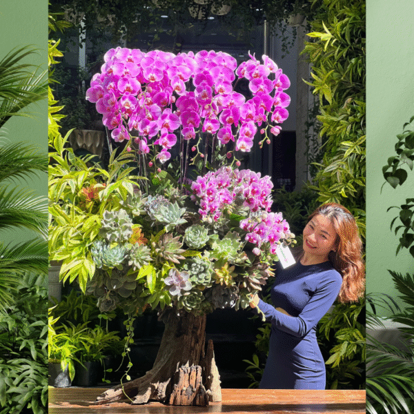 Hoa Lan Hồ Điệp Trồng Trên Gỗ Lũa Mix Sen Đá Full Gốc: Món Quà Sinh Nhật Có 1-0-2 Dành Tặng Sếp Nam, Nữ