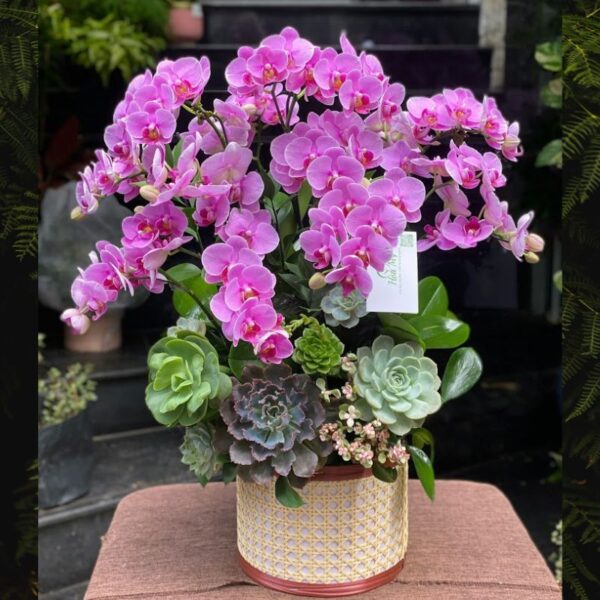 Hồ Điệp Mini Tím Để Bàn Hay Còn Gọi Là Hoa Lan Hồ Điệp Nhí, Tiểu Hồ Điệp Tím