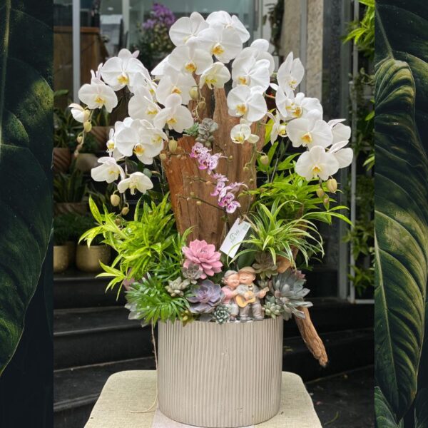 Lan Hồ Điệp Trắng Trồng Gỗ Lũa – Tiểu Cảnh Hồ Điệp Đẹp Tươi Lâu