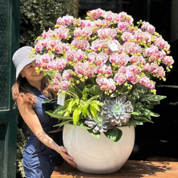 Chậu Hồ Điệp Mini Đẹp