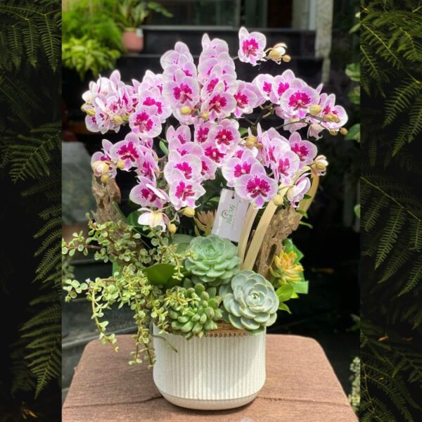 Ho Diep Mini Để Bàn – Chậu Tiểu Hồ Điệp Đốm Hồng Trang Trí Gỗ Lũa Và Sen Đá Độc Đáo