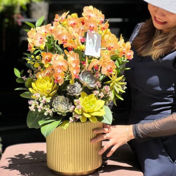 Chậu Lan Hồ Điệp Mini Để Bàn, Hoa Sinh Nhật Cho Nam Giới, Nữ Giới Ấn Tượng Khó Quên