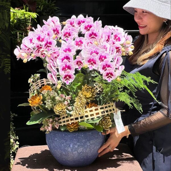 Chậu Lan Hồ Điệp Đốm Hồng Ở Giữa Bông Trồng Cùng Sen Đá Vàng – Hoa Chúc Mừng Sinh Nhật, Hoa Khai Trương Tươi Lâu