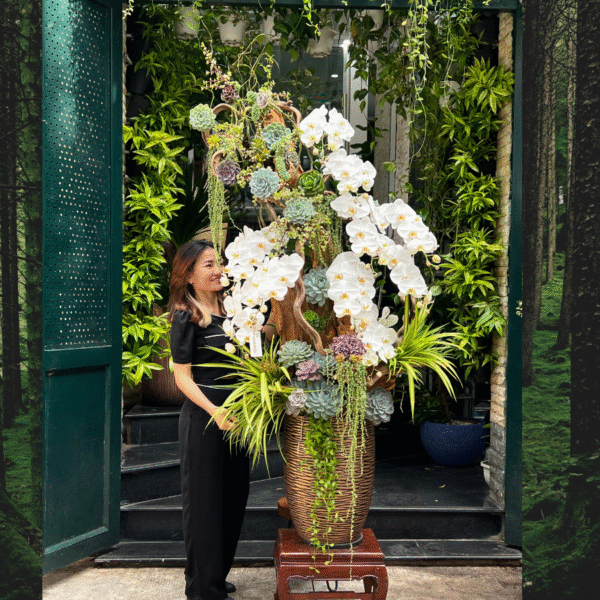 Chậu Lan Hồ Điệp Trắng Gỗ Lũa Trưng Showroom – Hoa Lan Cao Cấp Decor Sen Đá