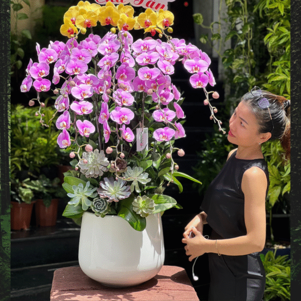 Chậu Hoa Lan Để Bàn: Lan Hồ Điệp Hồng Vàng Mix Sen Đá