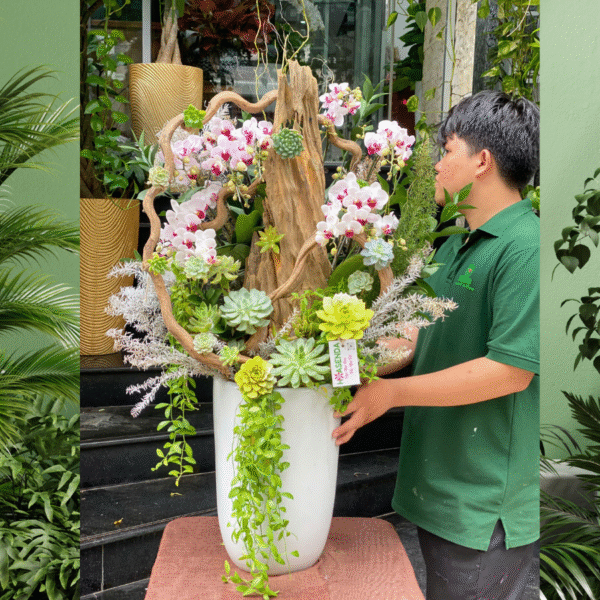 Bình Lan Hồ Điệp Mini Hồng Trồng Trên Gỗ Lũa Mix Sen Đá – Món Quà Sinh Nhật Ý Nghĩa Dành Tặng Mẹ