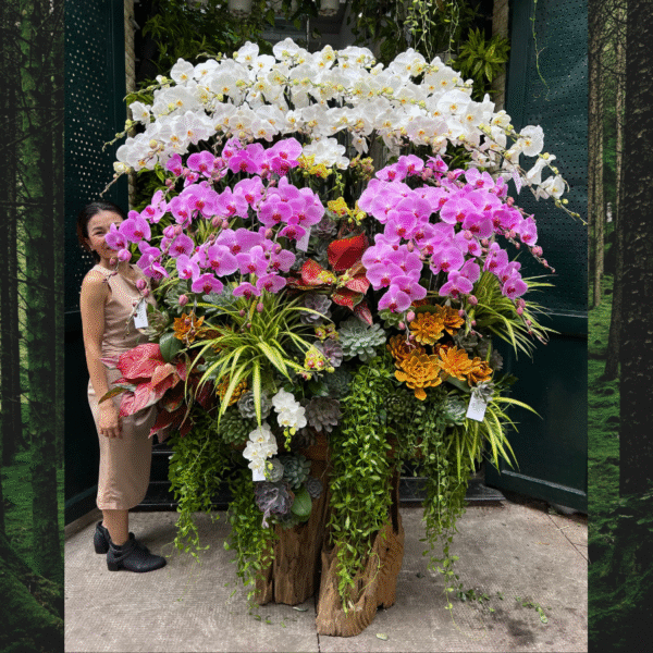 Gỗ Lũa Hồ Điệp Tết Mix Sen Đá Khổng Lồ – Hoa Chúc Mừng Năm Mới, Hoa Tết Ấn Tượng