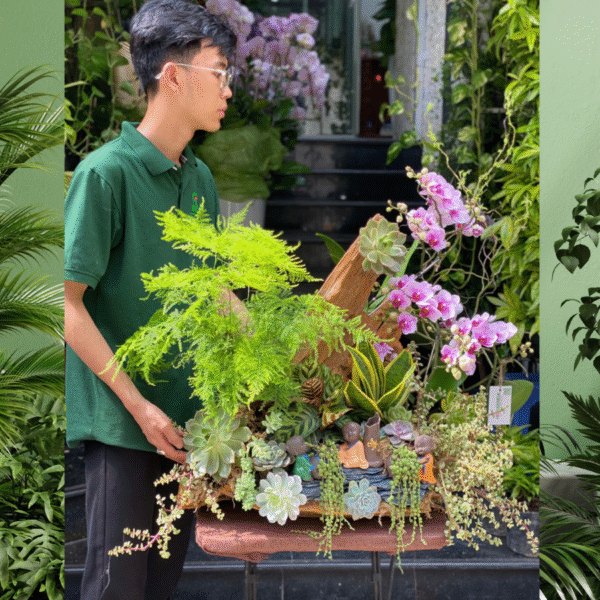 Lũa Gỗ Lan Hồ Điệp Mini Hồng Mix Sen Đá và Cây Xanh –  Hoa Sinh Nhật, Hoa Mừng Thọ Ý Nghĩa