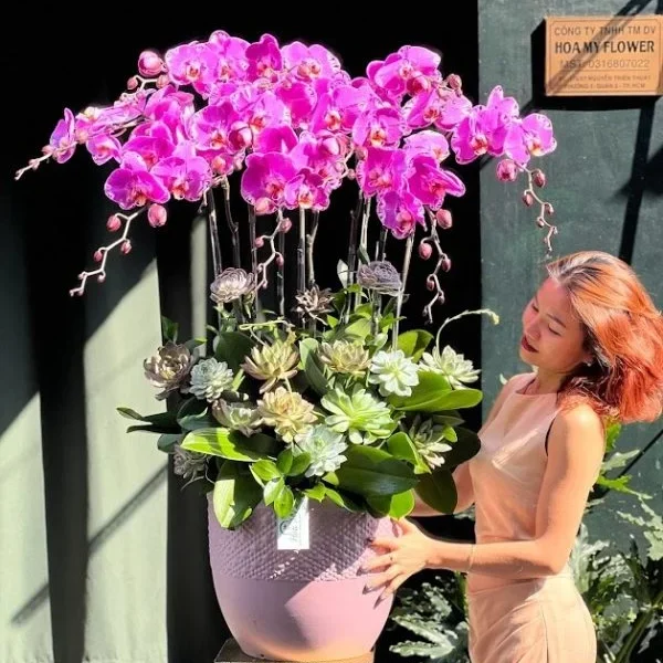 Lan Hồ Điệp Tím Hồng 10 Cây Giá Bao Nhiêu?