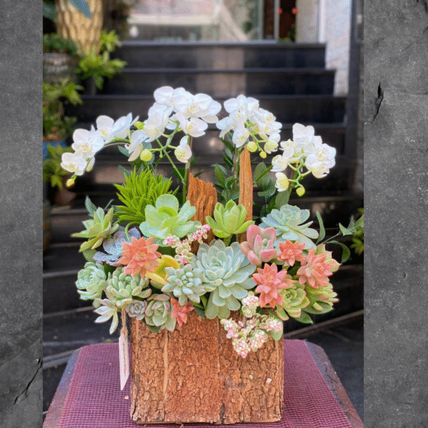 Hộp Gỗ Lan Hồ Điệp Mini Trắng Mix Sen Đá Và Lũa Gỗ Để Bàn – Hoa Sinh Nhật Đẹp Được Phụ Nữ Yêu Thích