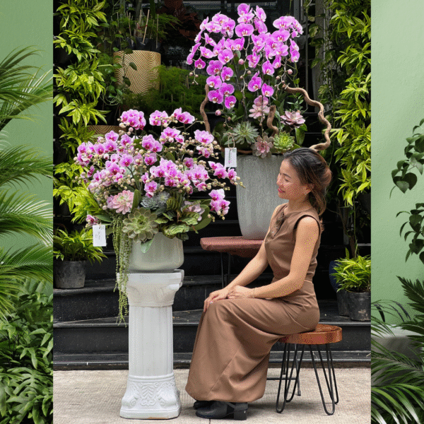 Chậu Lan Tiểu Hồ Điệp Tím Hồng Mix Sen Đá Để Bàn – Món Quà Ý Nghĩa Dành Tặng Nhân Viên