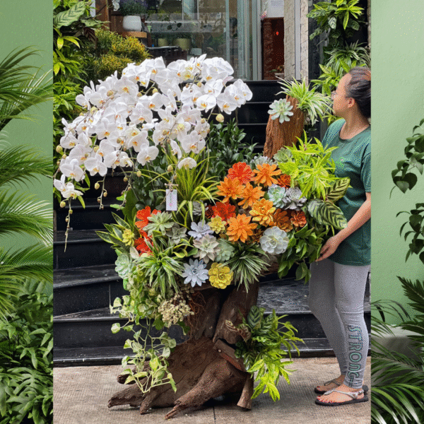 Lũa Gỗ Hồ Điệp Trắng Mix Sen Đá Trên Thân Gỗ Hoành Tráng – Hoa Tân Gia, Hoa Mừng Thành Lập Công Ty