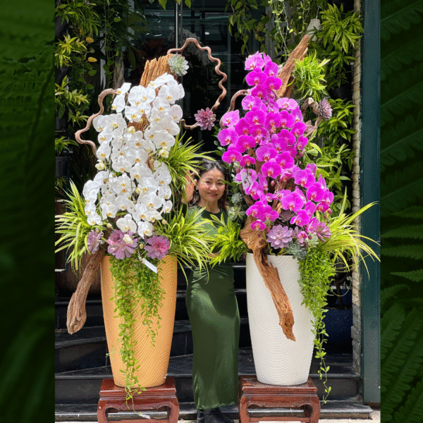 Lan Hồ Điệp Lũa Mix Sen Đá Độc – Lạ – Bình Hoa Lan Dáng Cao – Giao Nhanh 24 Giờ TP. Hồ Chí Minh