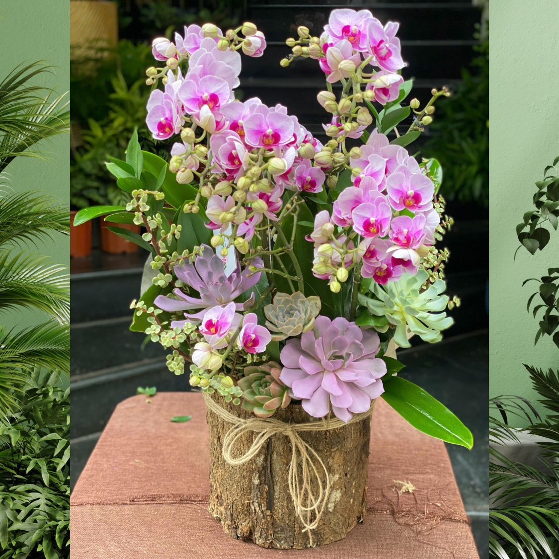 tieu-ho-diep-de-ban.png Chậu Tiểu Hồ Điệp Hồng Để Bàn Mix Sen Đá – Món Quà Độc Đáo Tặng Sinh Nhật Đồng Nghiệp Nữ - Image 1