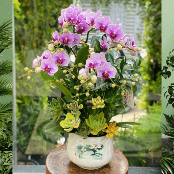 Chậu Tiểu Hồ Điệp Tím Hồng Mix Sen Đá – Món Quà Thăm Bệnh Ý Nghĩa và Ấm Áp