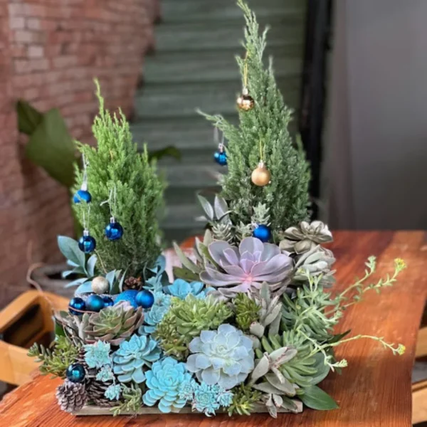 Cây Sơn Tùng Noel Mix Sen Đá Độc Lạ 2024 [Cây Tùng Cao]