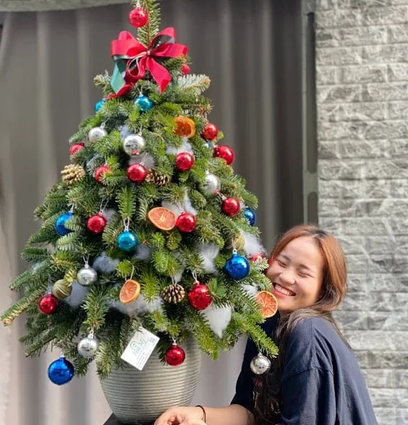 Cây Thông Noel Nhập Khẩu 2024-Thông Tươi Đan Mạch