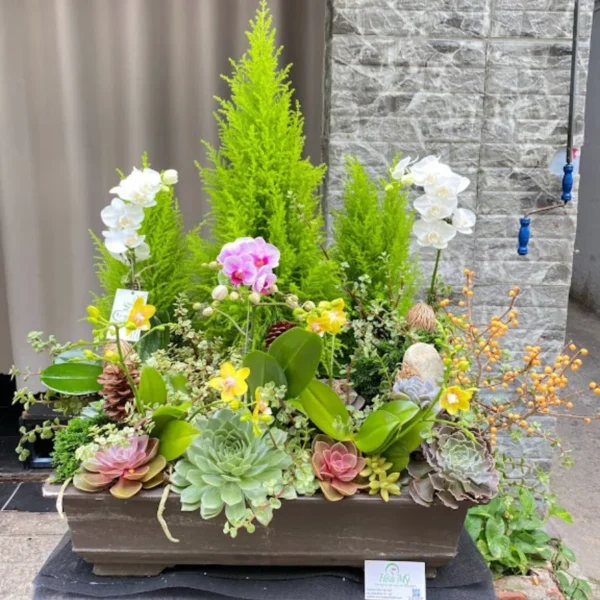 Bán Cây Thông Noel Thật Mix Sen Đá, Lan Hồ Điệp Đẹp và Sang