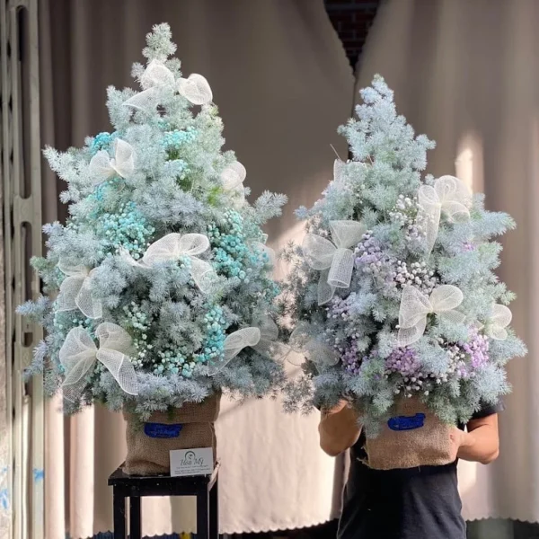 Cây Thông Đẹp-Cây Tùng Phủ Tuyết Lung Linh