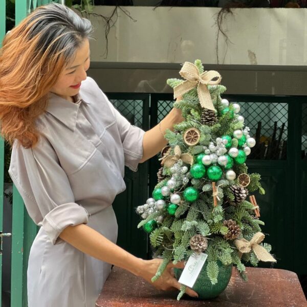 Cây Thông Tươi Ghép Cành Từ Thông Đan Mạch Mang An Lành Hạnh Phúc