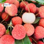 Set Vải Thiều Lục Ngạn Bắc Giang - Image 2