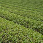 Ô Long Phượng Hoàng Trà 200g - Image 2