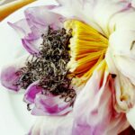 Trà Sen Sương Mai - Image 3