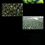 Trà Phổ Nhĩ Quýt Vân Nam 500gr - Image 13